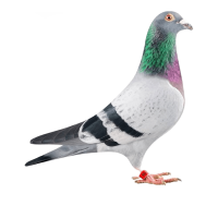 PIGEON